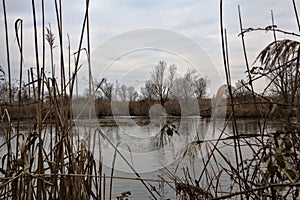 A marsh full of reeds in marsh next to a park in the italian countryside in winter