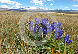 Marsh gentian Gentiana pneumonanthe photo