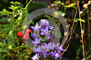 The marsh gentian on a meadow in Germany photo