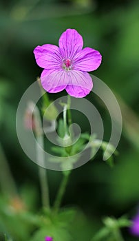 Marsh geranium (Geranium palustre) grows in nature