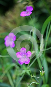 Marsh geranium (Geranium palustre) grows in nature