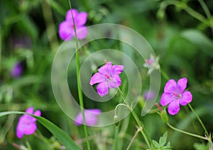 Marsh geranium (Geranium palustre) grows in nature