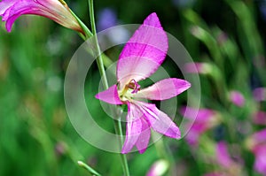 Marsh gladiolus