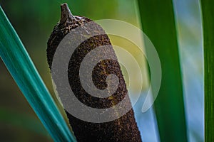 marsh grass cattails on a background of wide long leaves photo