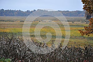 Marsh grass in the Fall