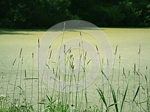 Marsh grass green abstract background. Close up