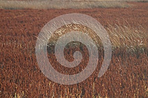 Marsh Grass Nature Background Texture Details