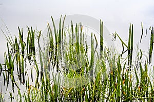 Marsh Grass