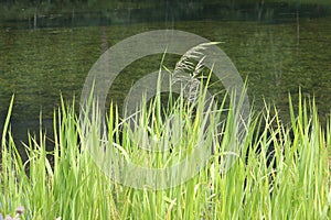 Marsh grass sedge natural background