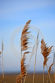Marsh Grass in the Sunlight