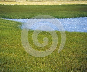Marsh grass and water photo