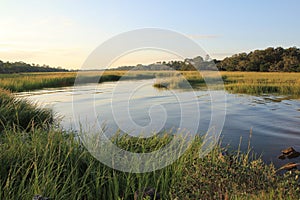 Marsh and Grasses