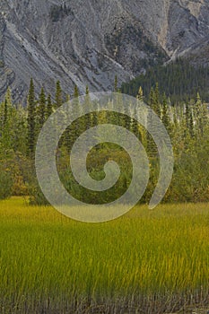 Marsh grasses, boreal forest and Rocky Mountains at Muncho Lake