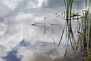 Marsh grasses reflected in the lake