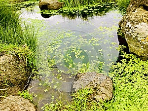 Marsh grasses, scoris, and water with reflection.