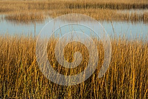 Marsh grasses at sunset in fall at Milford Point, Connecticut.