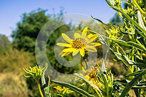 Grindelia stricta wildflower blooms on a sunny day, California photo