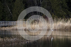 Marsh Habitat - Presqu'ile Provincial Park