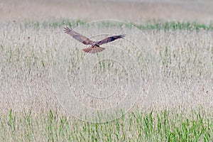 marsh harier at the natural reserve of wattenmeer at Amrum in northern Germany