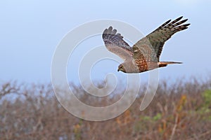 Marsh Harrier