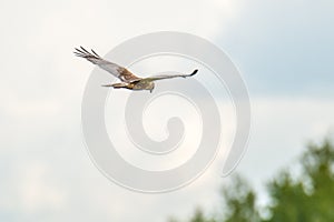 Marsh Harrier