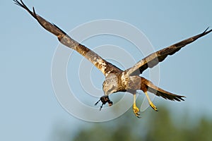 Marsh Harrier