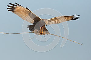 Marsh harrier