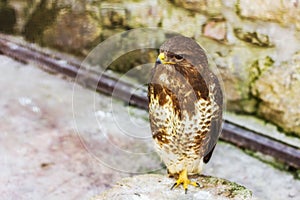 Marsh Harrier Bird