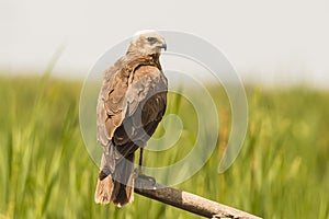 Marsh Harrier, Circus aeruginosus