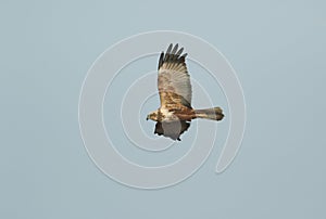 A Marsh Harrier, Circus aeruginosus, flying over a marshy area hunting for food.