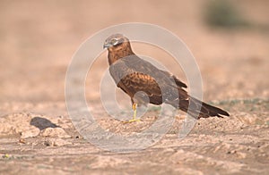 Marsh harrier, Circus aeruginosus