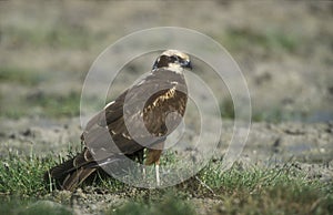 Marsh harrier, Circus aeruginosus