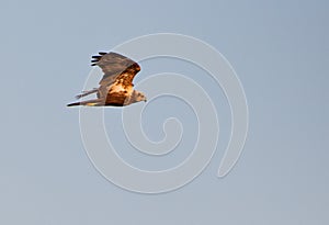 Marsh Harrier in the evening sun