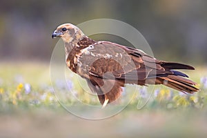 Marsh harrier female sideview