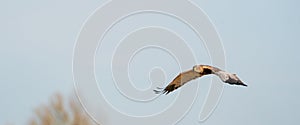 The Marsh Harrier flies against a beautiful, blue clouded sky, looking for prey. social media, cover, panorama or