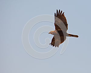 Marsh Harrier in flight