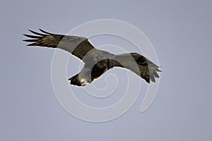 marsh harrier in flight over sky background