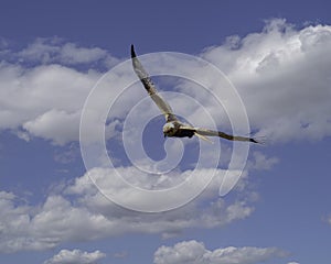 A Marsh Harrier In Flight and On Th e Hunt - Circus Aeruginosa