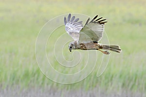 Marsh harrier hunting over cropfield