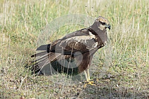 Marsh harrierCircus aeruginosus  , stalking its prey