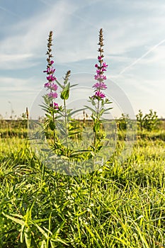 Marsh Hedge Nettle, Marsh Woundwort, Stachys palustris, in meadow