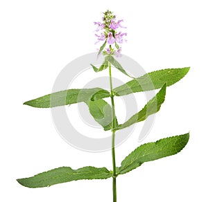 Marsh hedgenettle or marsh woundwort or Stachys palustris isolated on white background