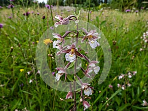 The marsh helleborine (Epipactis palustris) flowering with the flowers with sepals that are coloured deep pink