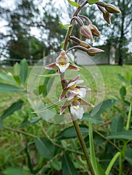 The marsh helleborine (Epipactis palustris) flowering with the flowers with sepals that are coloured deep pink