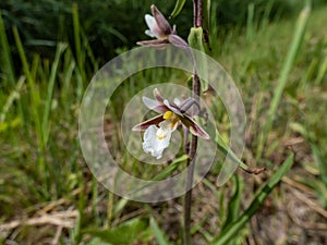 The marsh helleborine (Epipactis palustris) flowering with the flowers with sepals that are coloured deep pink