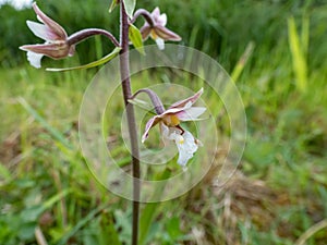 The marsh helleborine (Epipactis palustris) flowering with the flowers with sepals that are coloured deep pink