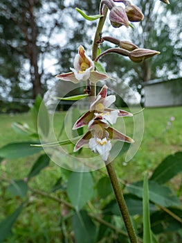 The marsh helleborine (Epipactis palustris) flowering with flowers with sepals that are coloured pink