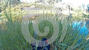 Marsh hens flee quickly from the nest