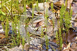 Marsh horsetails in springtime at West Hartford Reservoir in Connecticut