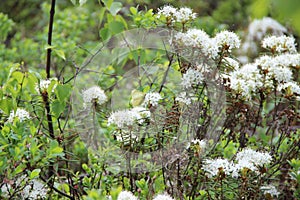 Marsh Labrador tea, northern Labrador tea or wild rosemary photo